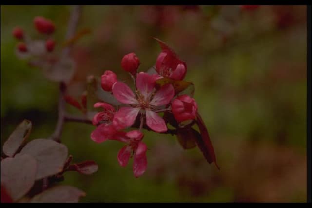 Purple crab apple 'Neville Copeman'