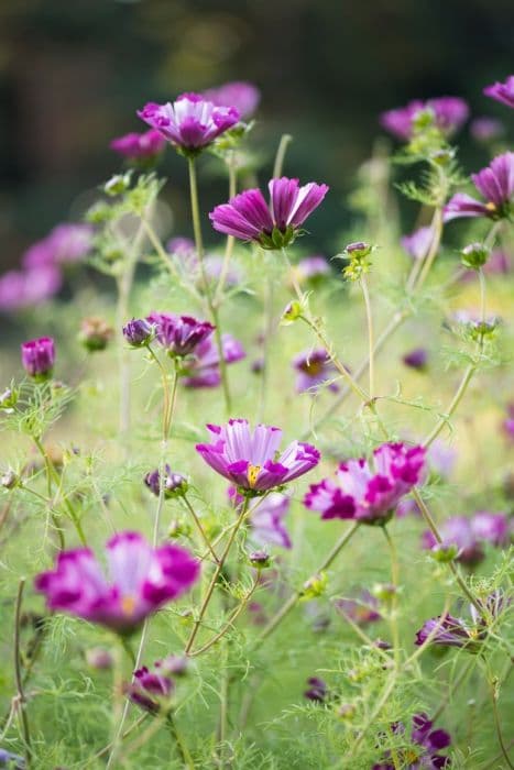 cosmea 'Pied Piper'