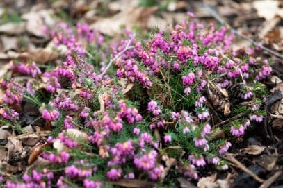 heather 'Spring Day'