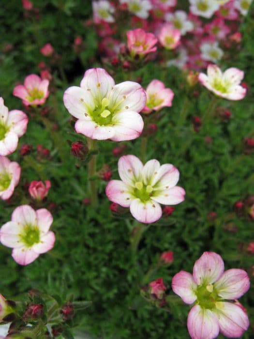 saxifrage 'Elf Rose'