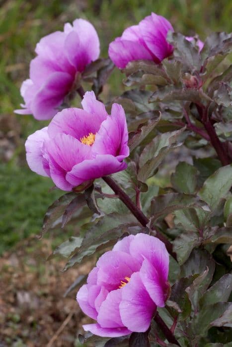 reddish-leaved peony