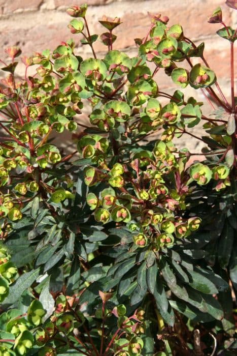 spurge [Blackbird]