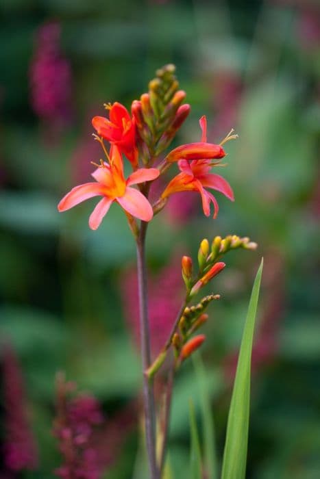 montbretia 'Severn Sunrise'