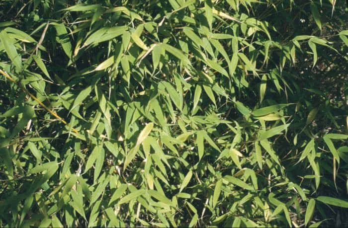 umbrella bamboo