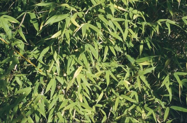 Umbrella bamboo