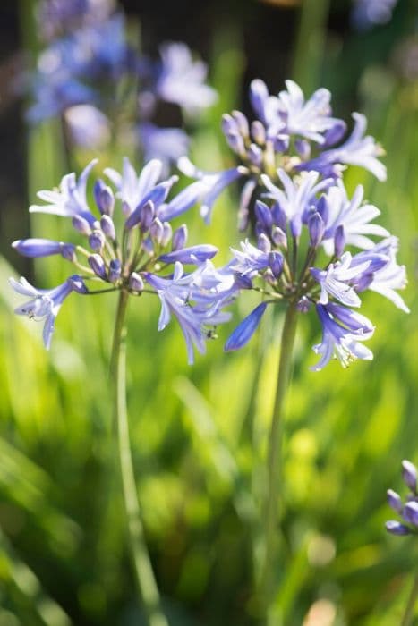 African lily 'Sandy'