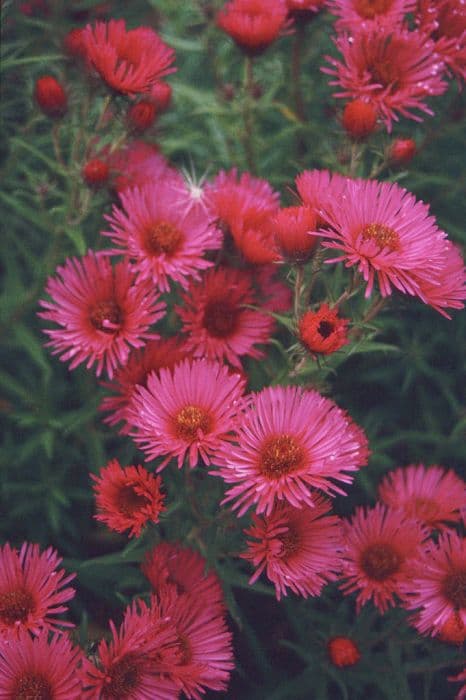 New England aster 'Andenken an Alma Pötschke'