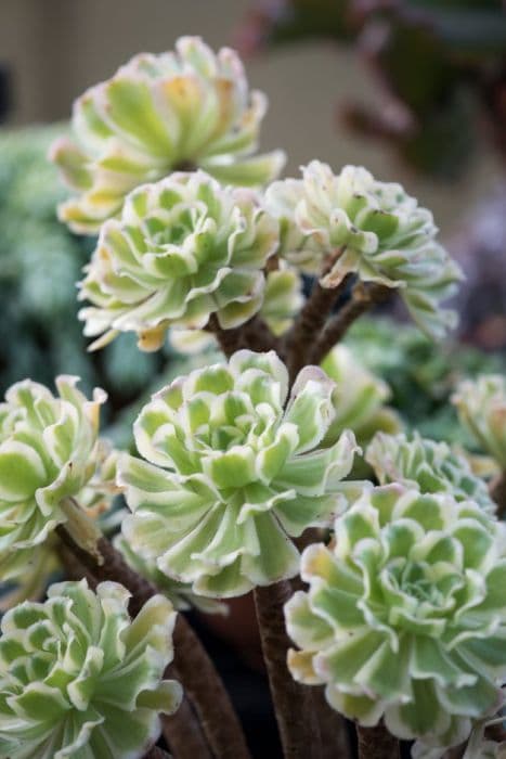 houseleek tree 'Variegatum'