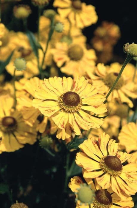 sneezeweed 'Feuersiegel'