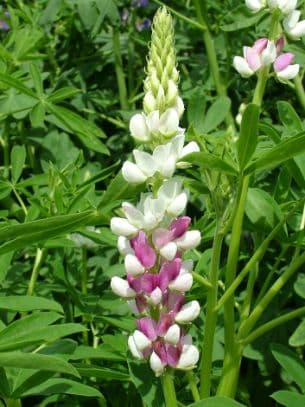Lupin 'Pink Fairy'