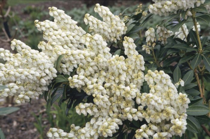 pieris 'Debutante'