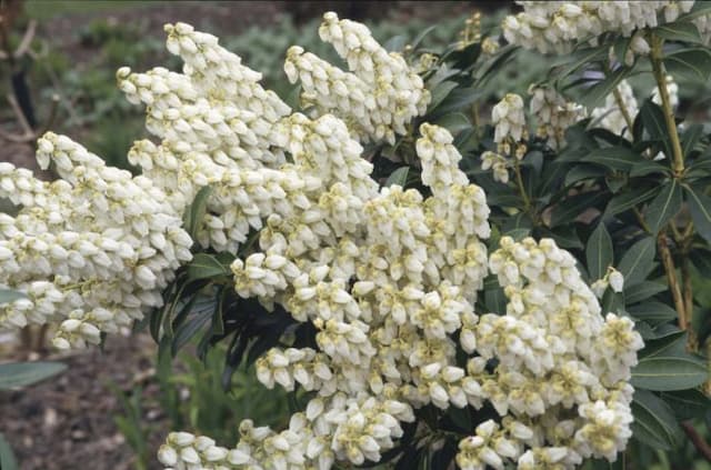 Pieris 'Debutante'