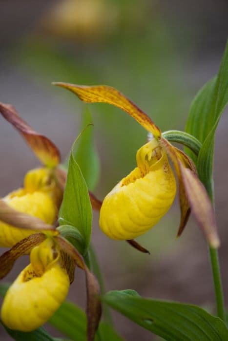 lady's slipper orchid Lukas gx