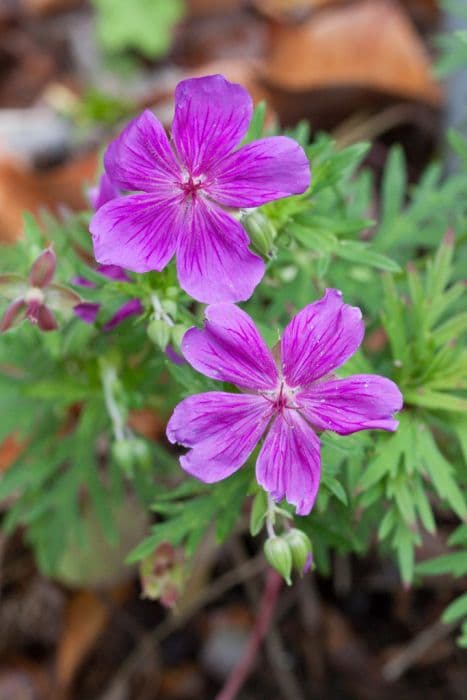 creeping cranesbill Cally strain