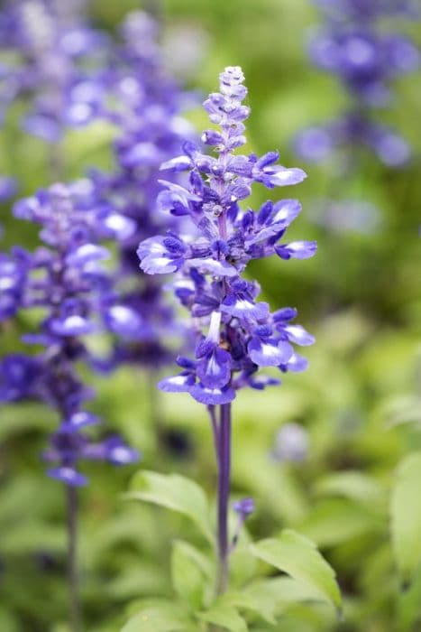 mealy cup sage 'Midnight Candle'