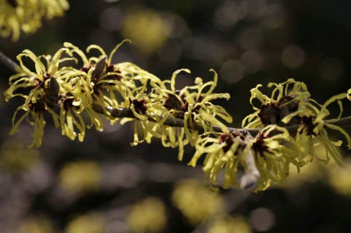 witch hazel 'Wisley Supreme'