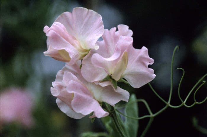 sweet pea 'Harlow Carr'