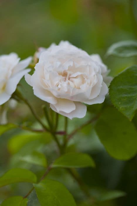 rose [Winchester Cathedral]