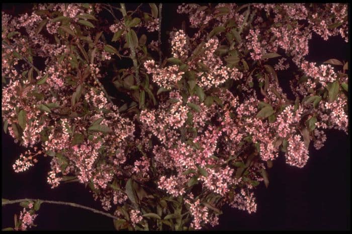 bird cherry 'Colorata'