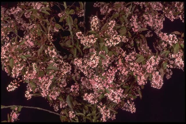 Bird cherry 'Colorata'