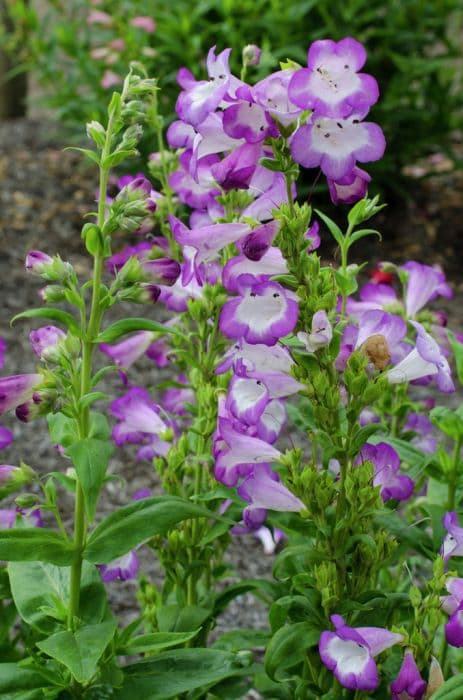 penstemon 'Blueberry Fudge'