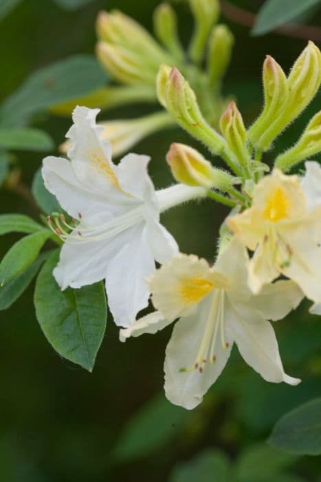 rhododendron 'Daviesii'