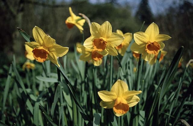 Daffodil 'Ceylon'