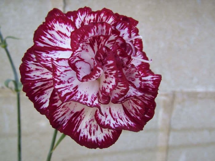 carnation 'Leon Tautz'