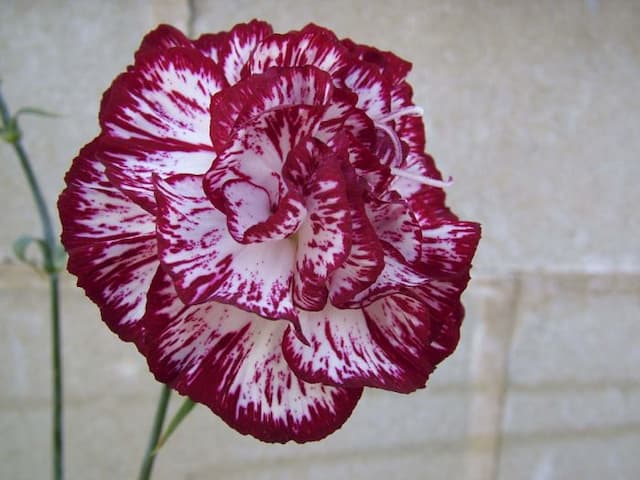 Carnation 'Leon Tautz'