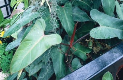 blushing philodendron 'Burgundy'