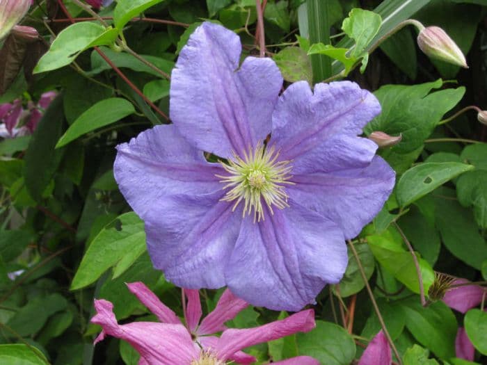 clematis 'Perle d'Azur'