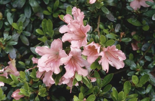 Rhododendron 'Pink Pancake'