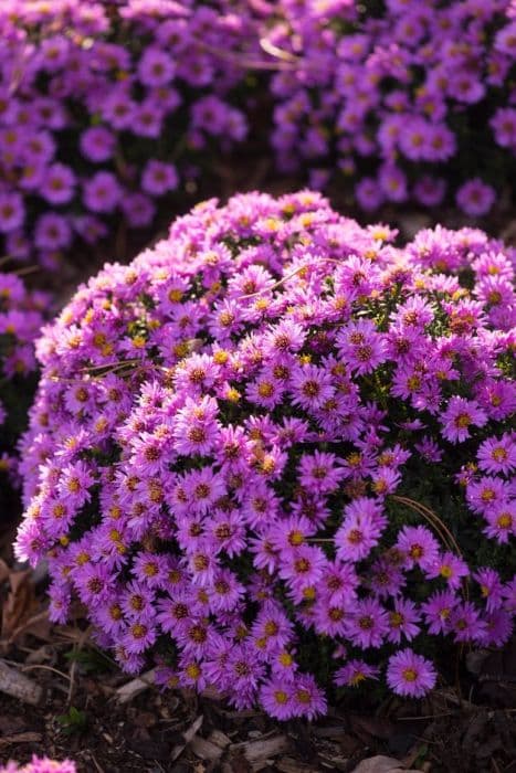 Michaelmas daisy 'Rosenwichtel'