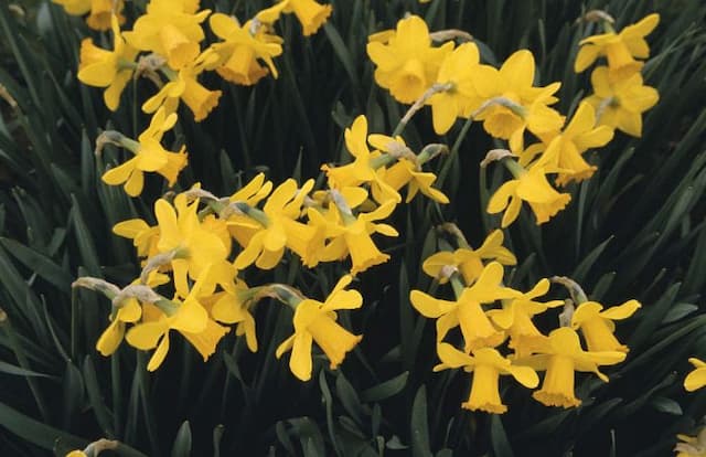 Daffodil 'Glenfarclas'