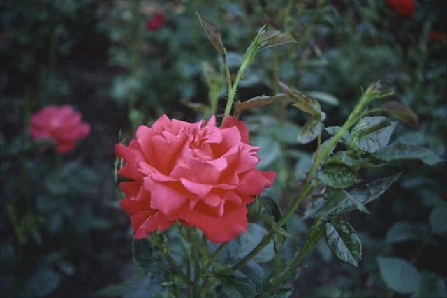 Rose [Alexander]