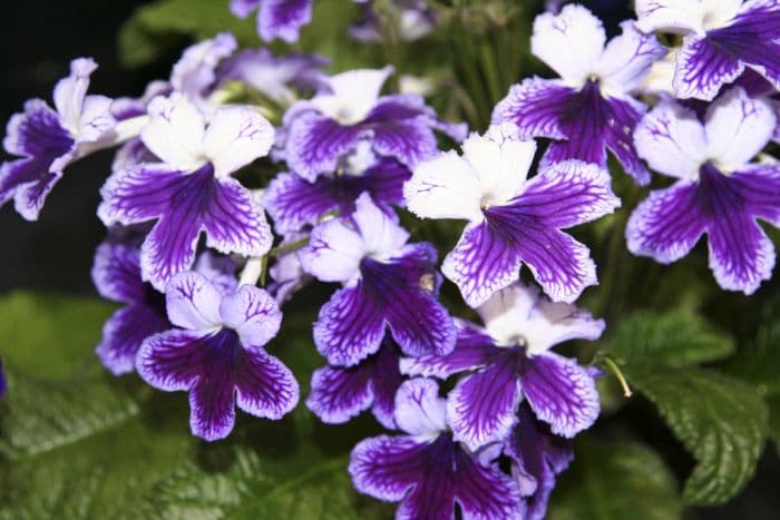 Cape primrose 'Katie'