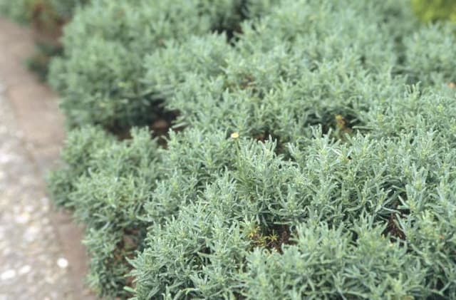 Cotton lavender 'Small-Ness'