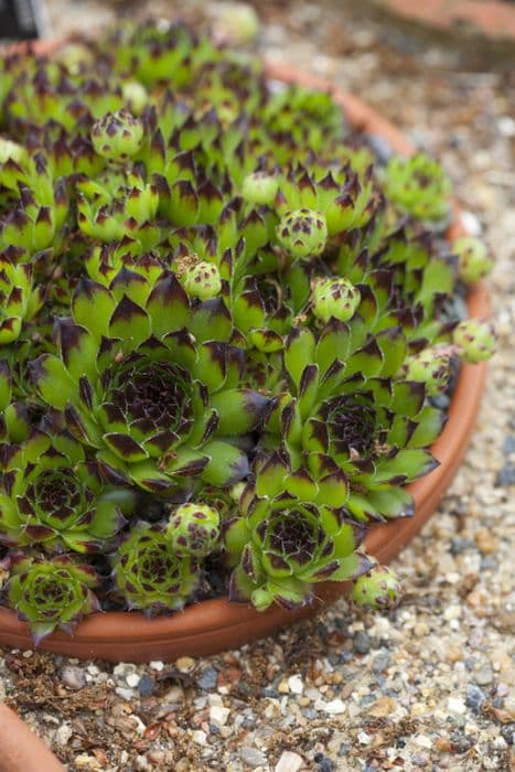 houseleek 'Reinhard'