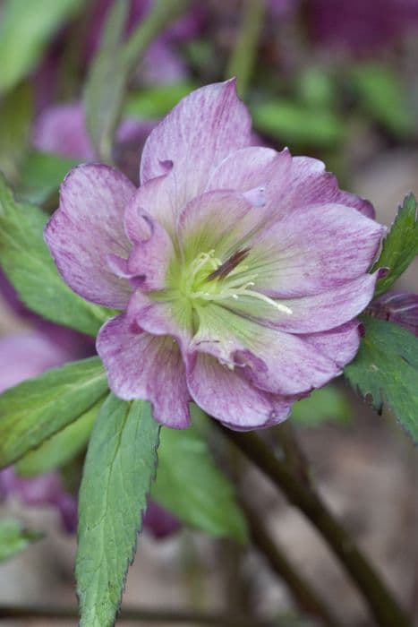 hellebore Party Dress Group