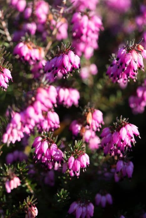 heather 'Rubina'