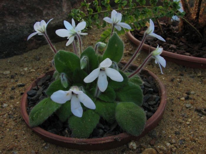 large-flowered petrocosmea