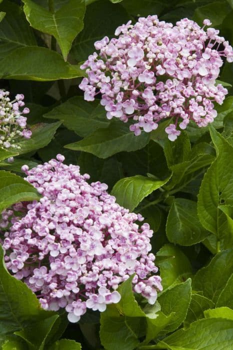 hydrangea 'Ayesha'