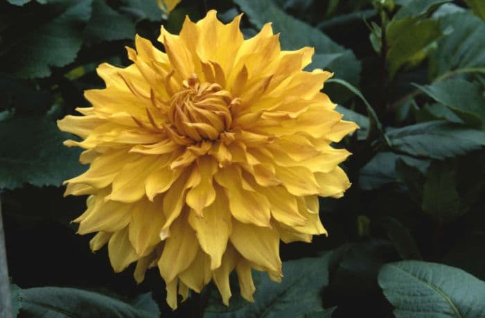 dahlia 'Hamari Gold'