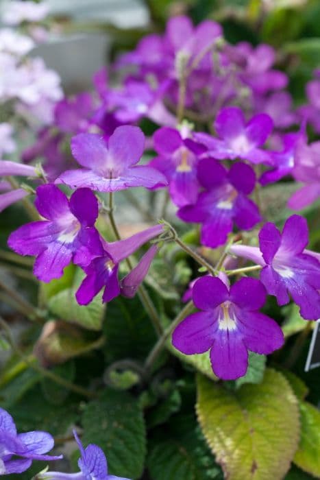 Cape primrose 'Megan'