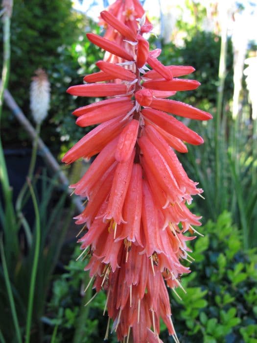 red-hot poker 'John Benary'