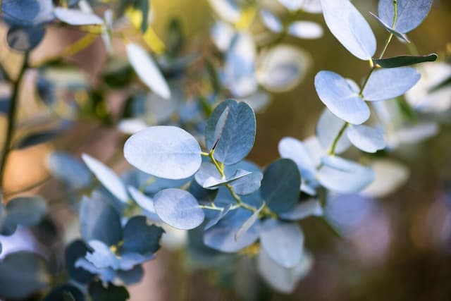 Cider Gum