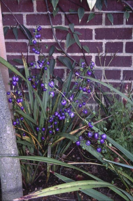 Tasman flax-lily