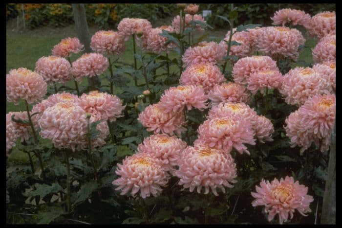 chrysanthemum 'Pink Julie Ann'