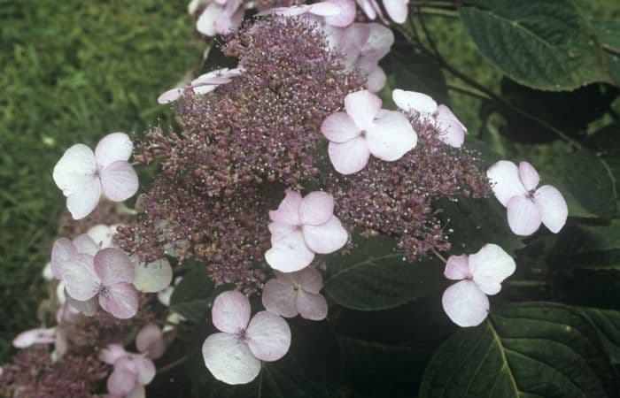 hydrangea 'Shojo'