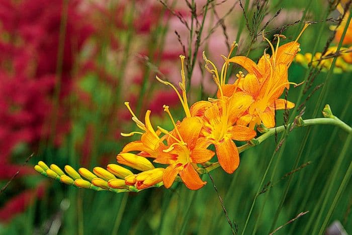 montbretia 'Jim Taggart'